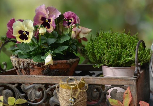Tips for Growing Pansies in the Fall