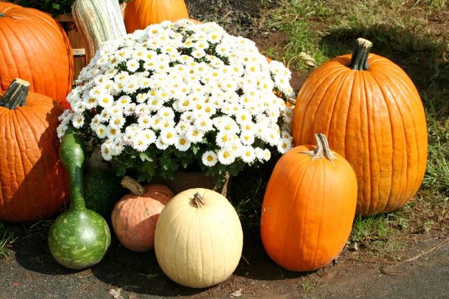 large white mum surrounded by pumpkins & gourds