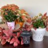 Autumn colored plants gathered in a vignette accented by a solar lantern