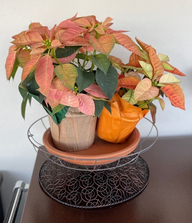 two Fall poinsettias in a wire bowl