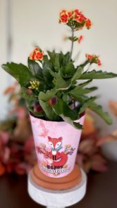 4 1/2 in pot with a bi colored kalanchoe