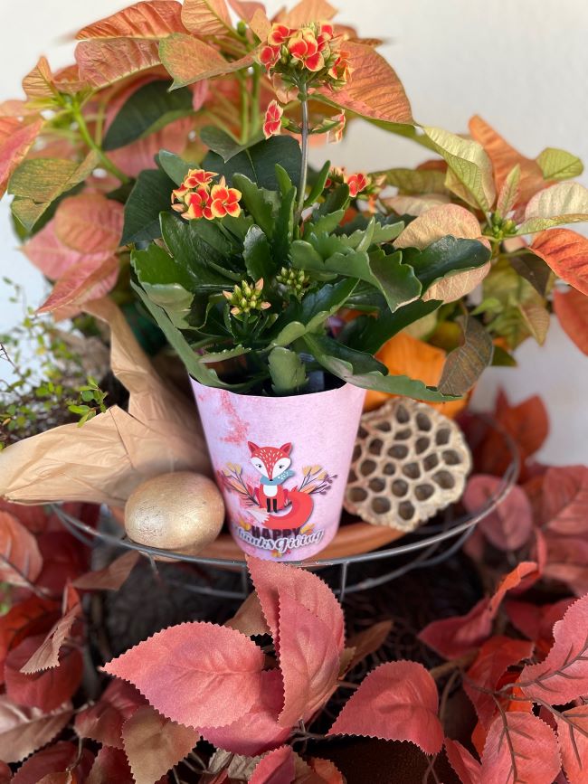 close up of bi colored kalanchoe in a Thanksgiving themed pot cover