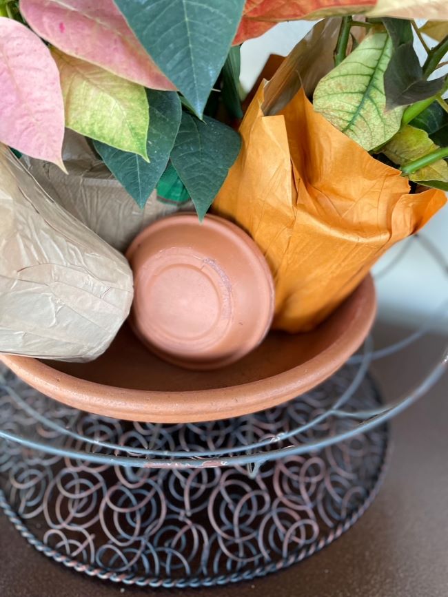 a trio of plants and a terra cotta saucer