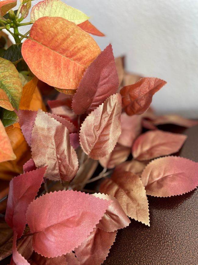 close up of gold toned leaves and fall poinsettia