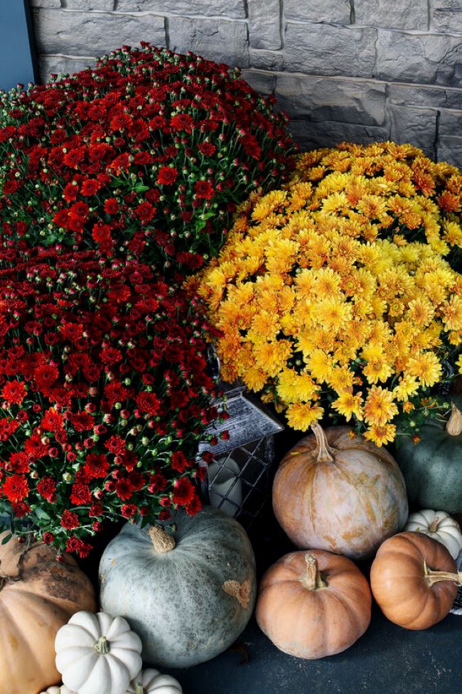 three large blooming mums accented with pumpkins