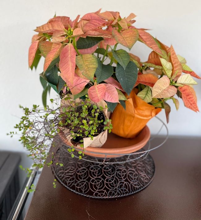 two Autumn toned poinsettias and an angel vine
