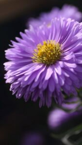 close up of purple aster