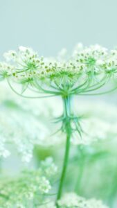 stem of Queen Anne's Lace