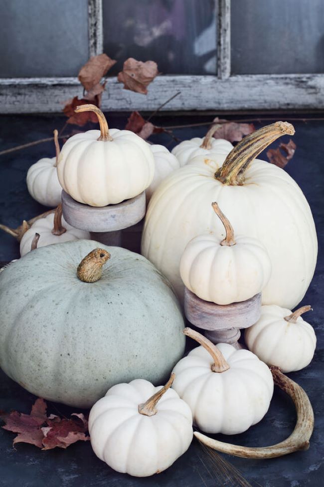 old window in the background. Assorted white pumpkins and antler