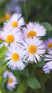 close up of white aster