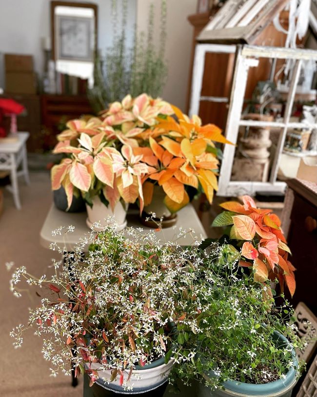 Poinsettia plants and Diamond Frost plants on a table