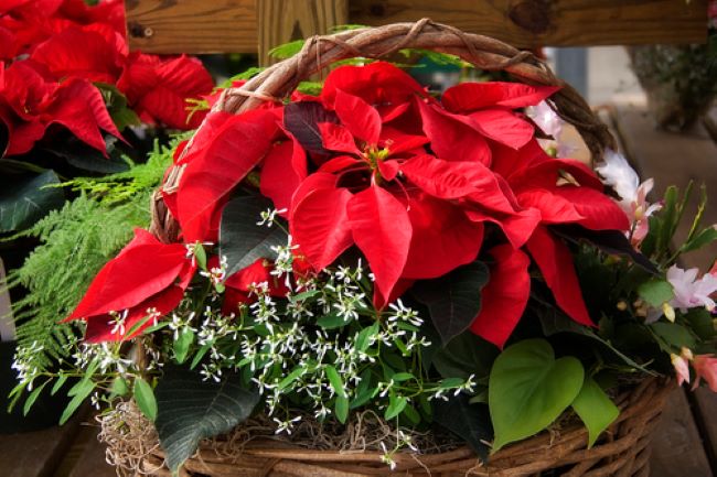 wicker basket full of Blooming plants for Christmas