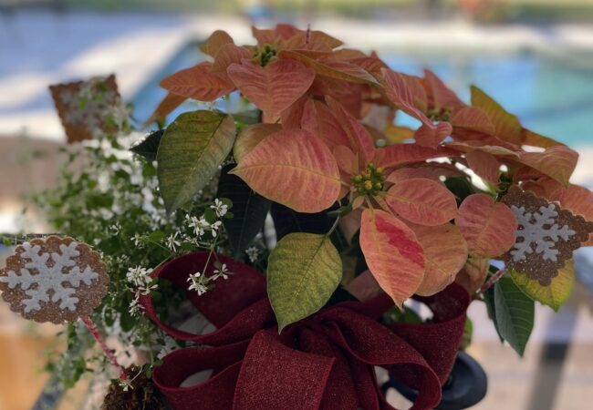 Poinsettia Decorating Ideas for the Holidays