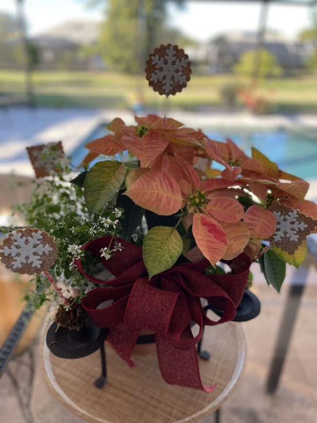 Sand Dollar Poinsettia - All Free Crafts