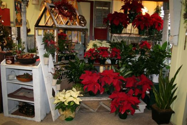 red poinsettias displayed in a flower shop