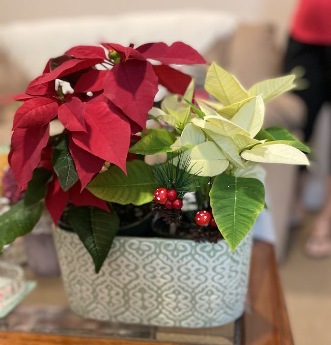 two 4 inch poinsettias in a pottery container