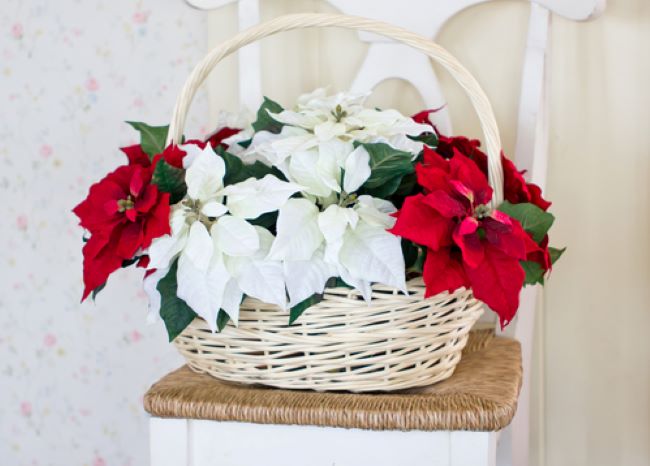 large white basket with red poinsettias accented by white poinsettia