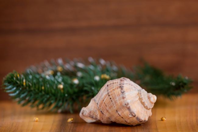 seashell with a sprig of greenery