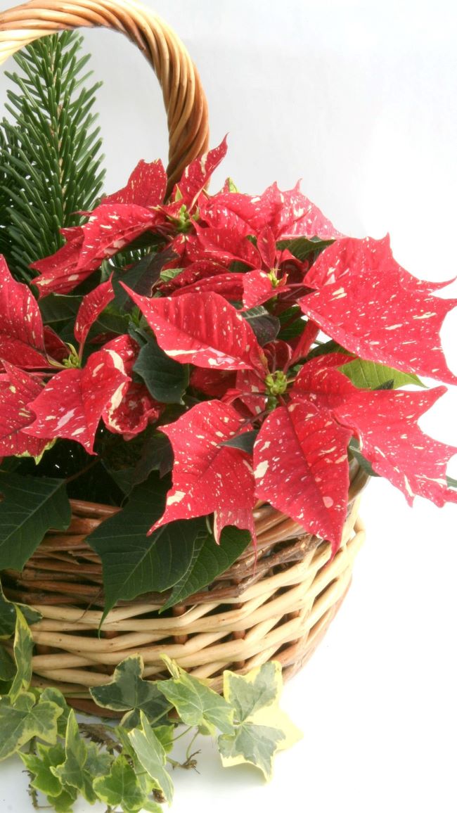basket with poinsettia, ivy & pine boughs