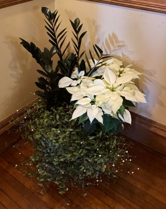 Z Z plant, bridal veil plant and white poinsettia