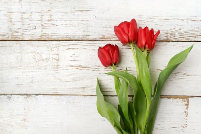 three bright red tulips laying on a white background
