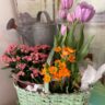 Spring vignette with blooming plants in a vintage basket. Old watering can in the background