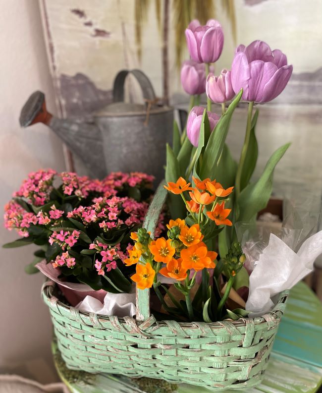 Spring vignette with blooming plants in a vintage basket. Old watering can in the background