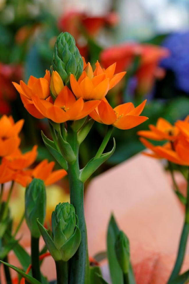 closeup of orange Star of Bethlehem plant