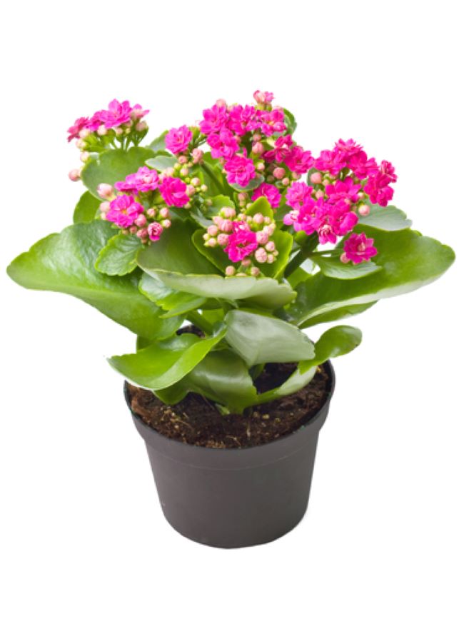 hot pink kalanchoe in a plastic pot