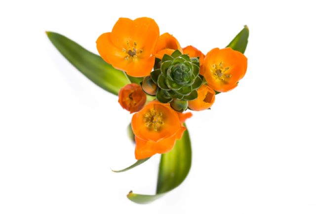 close up of blossoms of an orange star of bethlehem plant