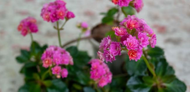 close up of pink kalanchoe