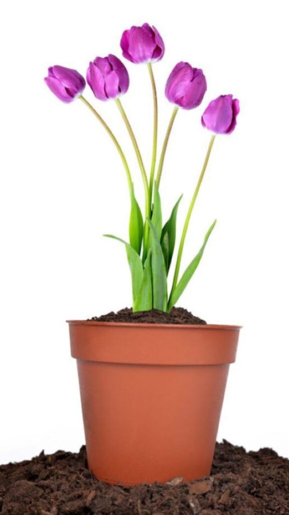 a pot of purple tulips