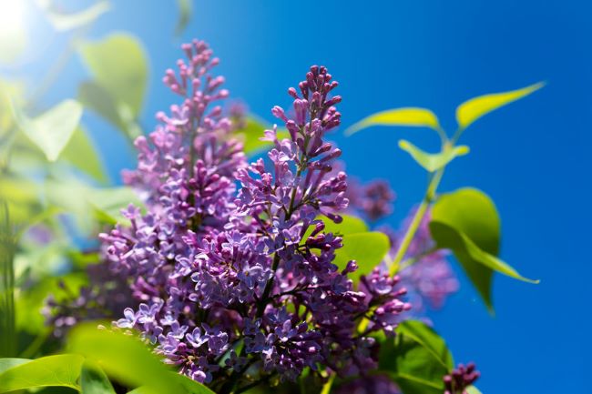 purple lilac bush