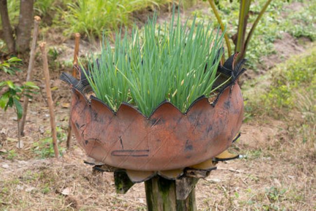 old tire planted with chives
