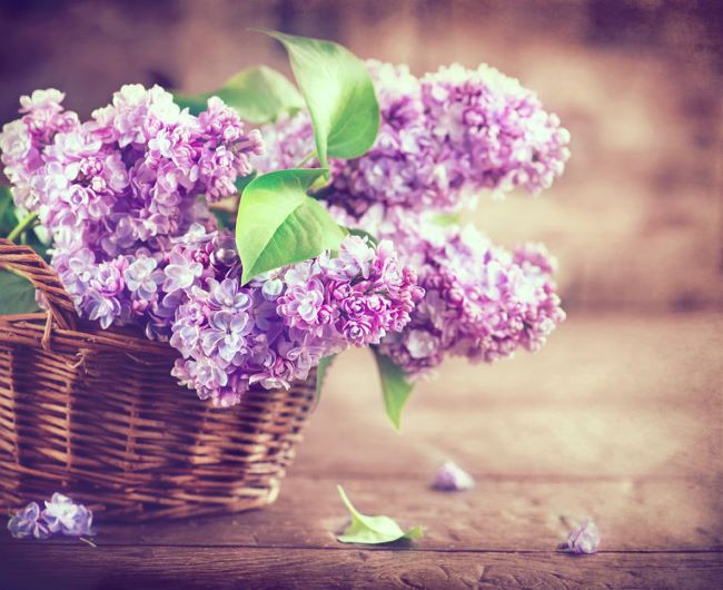 wicker basket full of cut lilacs
