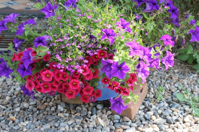 three colors of pansies accented with a small blooming plant, all in a tin container