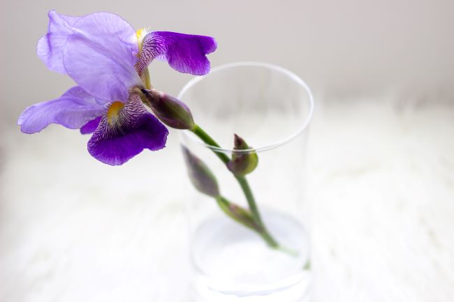 a single stem of purple iris in a glass cylinder