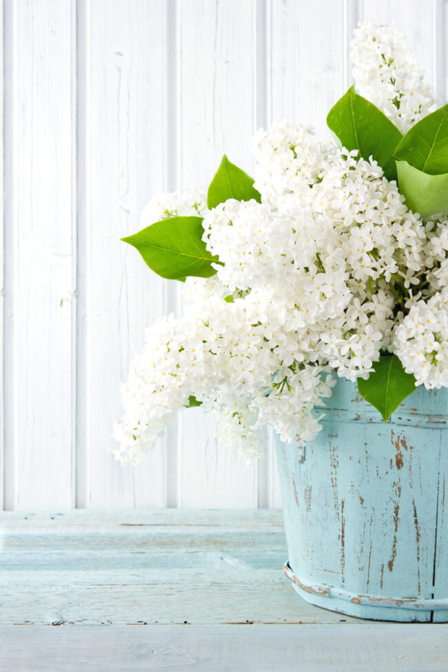 white lilac flowers in a worn blue bucket