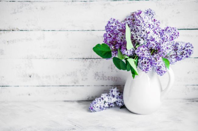 purple lilacs in a white ceramic pitcher