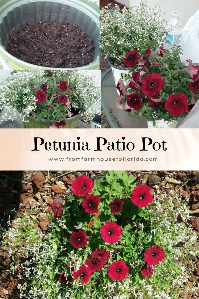 collage depicting planting a petunia patio pot