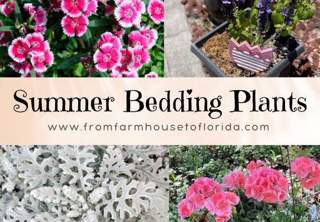 Garden Bedding Plants for Summer “thyme”