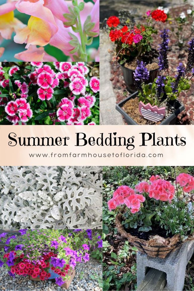 a collage of bedding plants for the summer including snapdragons, dianthus, salvia, dusty miller, petunias and geraniums