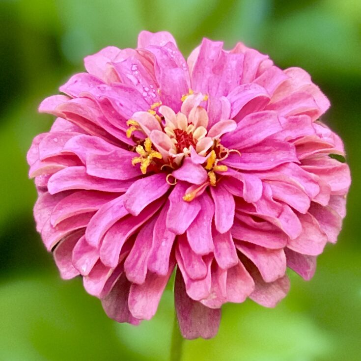 Image for What Happens With Self Seeding Zinnias