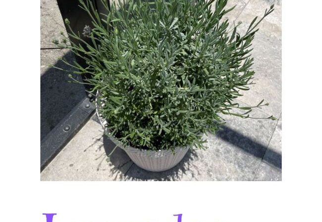 How to Grow Lavender in Pots!