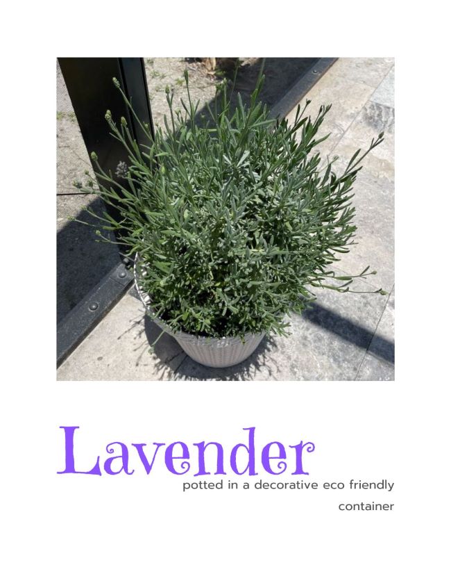 pot of blooming lavender