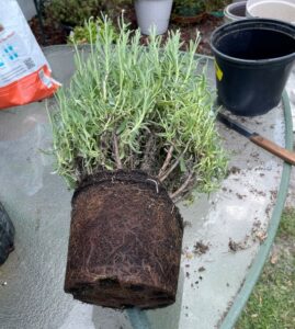 root bound lavender plant, ready to be repotted