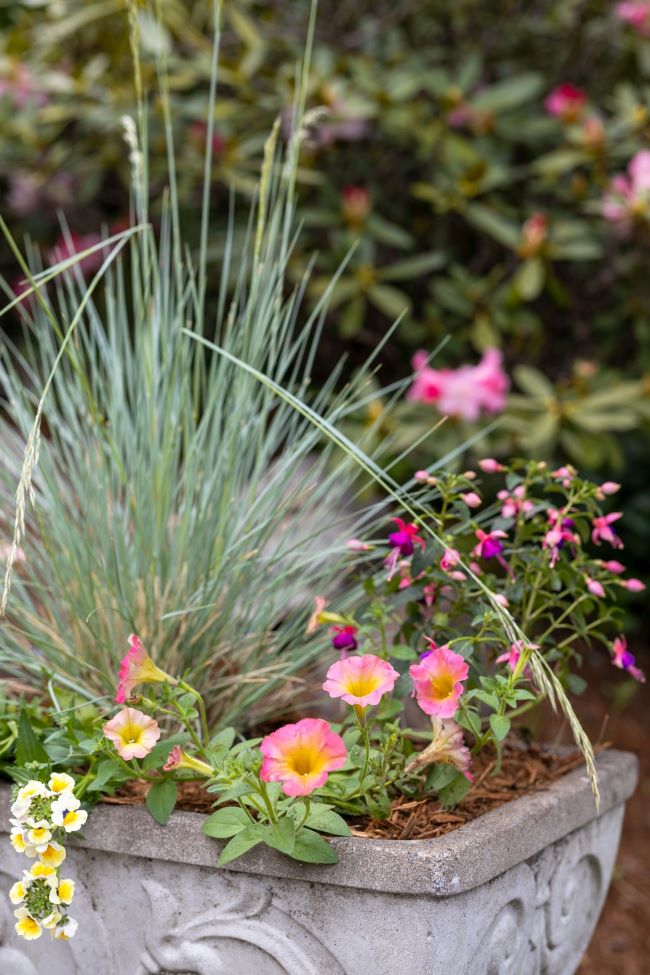 concrete planter filled with pastel annuals and ornamental grass