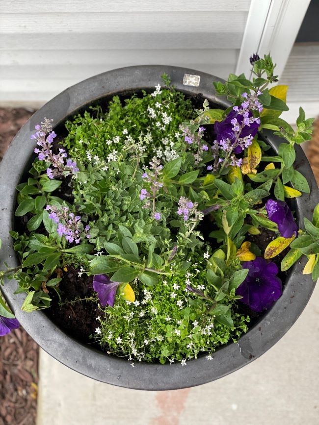 mixed container with purple blooming plants accented with tiny white flowers