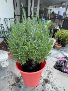 process photo of repotting lavender