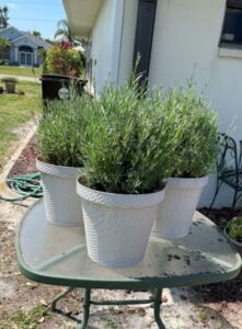 three pots of blooming lavender sitting on a glass topped patio table